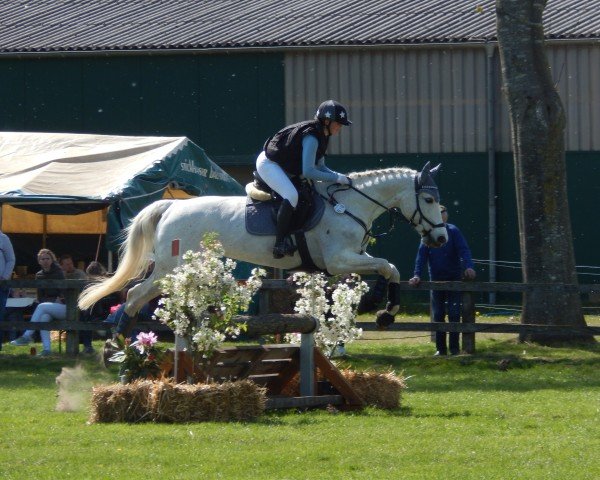 Springpferd White Girl (Deutsches Sportpferd, 2006, von Rudelsburg)