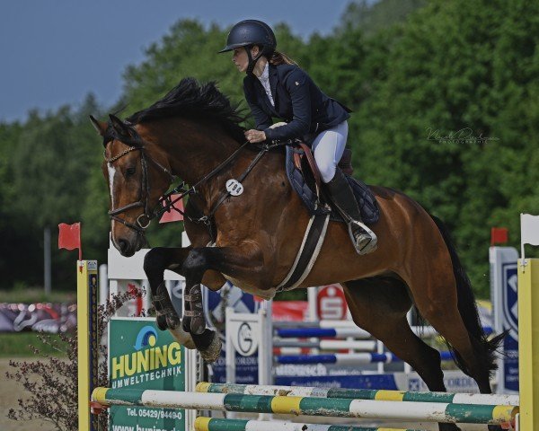 jumper Cranach 6 (Holsteiner, 2018, from C-Hardwell)
