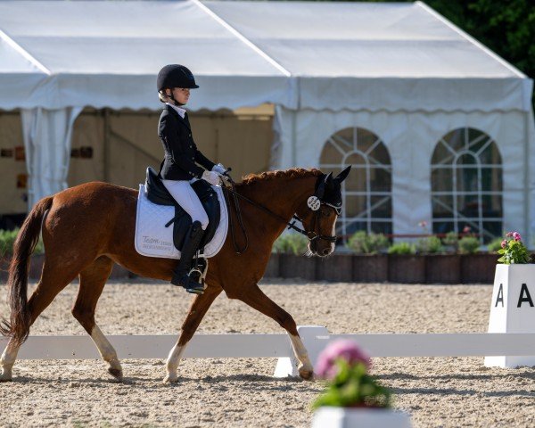 dressage horse Nobels Girlpower (Nederlands Welsh Ridepony, 2009, from Le Matsjo)