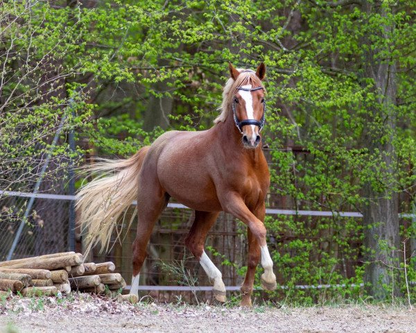 stallion Südpfalz Neo (German Riding Pony, 2018, from Fs Numero Uno)