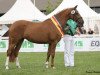 broodmare Radonna E WE (German Riding Pony, 2010, from FS Don't Worry)