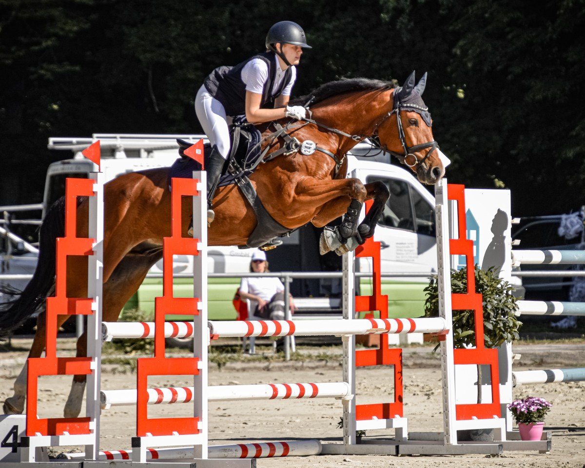 Springpferd Sir Skyfall 5 (Deutsches Sportpferd, 2016, von Stolzenberg)
