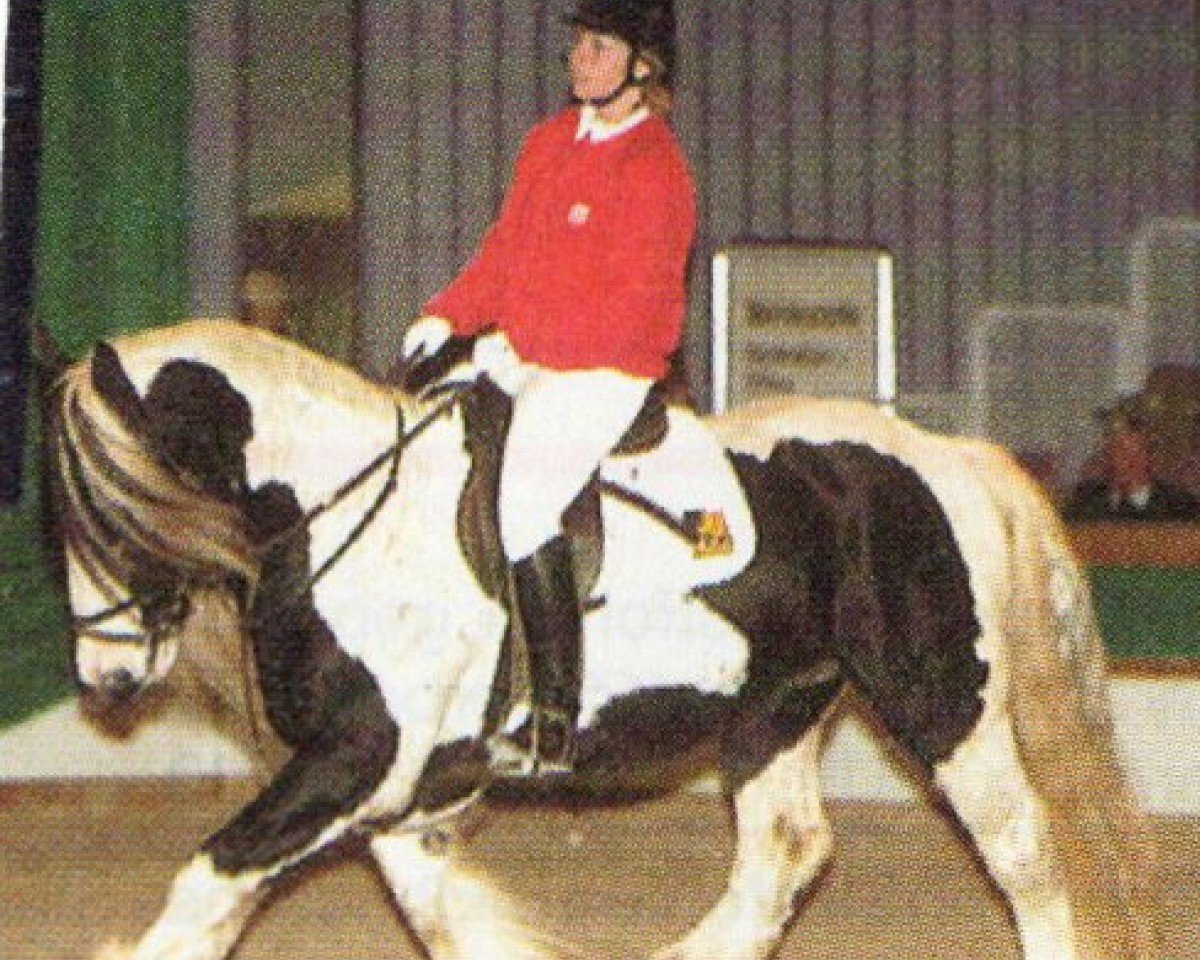 stallion Tir Na Nog (Tinker / Irish Cob / Gypsy Vanner, 1993, from Orginal)