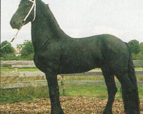 horse Antonius (Friese, 2000, from Tsjerk 328)