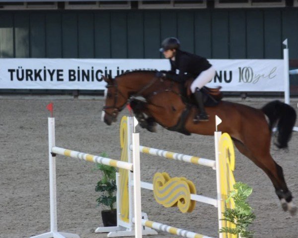 broodmare Djamila 69 (KWPN (Royal Dutch Sporthorse), 2016, from Dallas VDL Z)