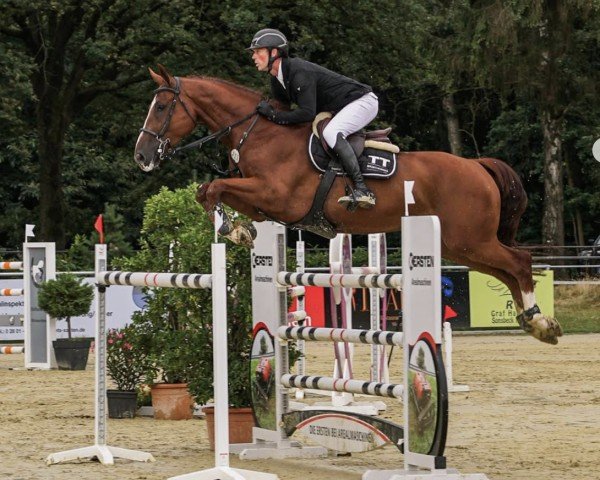 jumper Quantro van de Vogelzang (Belgian Warmblood, 2016, from Emerald van 't Ruytershof)