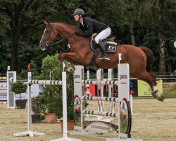 jumper Quantro van de Vogelzang (Belgian Warmblood, 2016, from Emerald van 't Ruytershof)