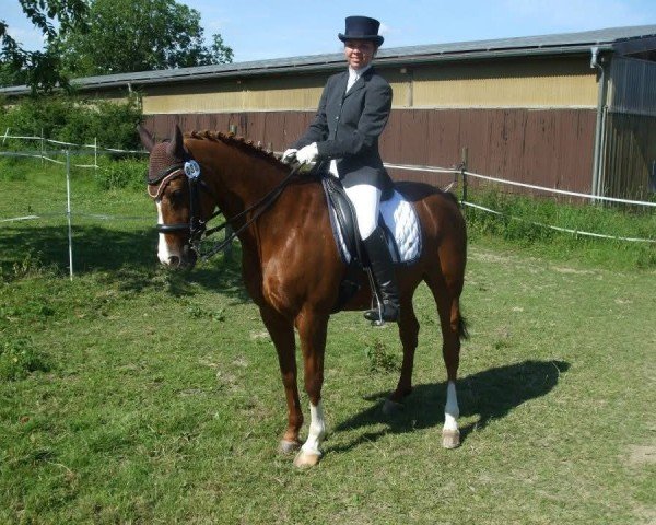 dressage horse Jolly Jumper 104 (unknown, 1995)