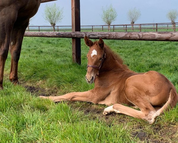 Dressurpferd Velveteen Dream (Westfale,  , von Velvet Dancer)