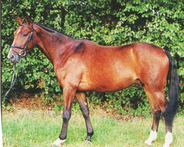 Dressurpferd Diego Domingo (Westfale, 2001, von Di Versace)