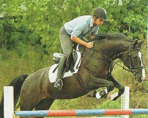 horse Gina Chanel (Westphalian, 1996, from Grannox)
