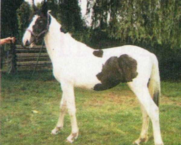horse Eros (Pinto / Hunter, 2003, from Eurolines)