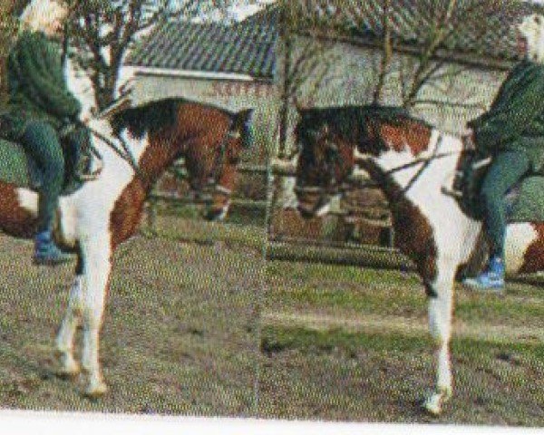 horse Enrico (Pinto / Hunter, 2001, from Eurolines)