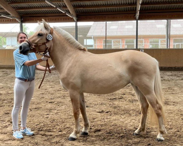 horse Unlimit Red (Fjord Horse, 2023, from Neral)
