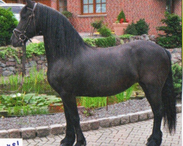 horse Wiepke (Friese, 2007, from Tsjalke 397)