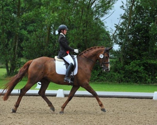 broodmare Fortuna 439 (Hanoverian, 2010, from Fürst Nymphenburg)