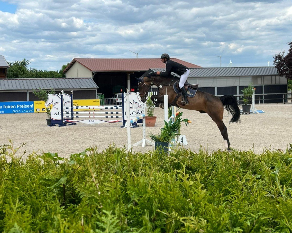 jumper Costa Gold S (Zangersheide riding horse, 2018, from Cicero Z van Paemel)