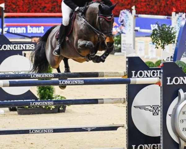 jumper Dante MM (Oldenburg show jumper, 2011, from Diarado)