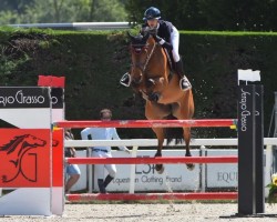 jumper Aslan Hero Z (Zangersheide riding horse, 2017, from Arac du Seigneur)