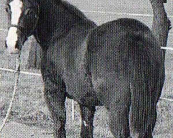 horse Mr Double Jackson (Quarter Horse, 1993, from Mr XL Jackson)