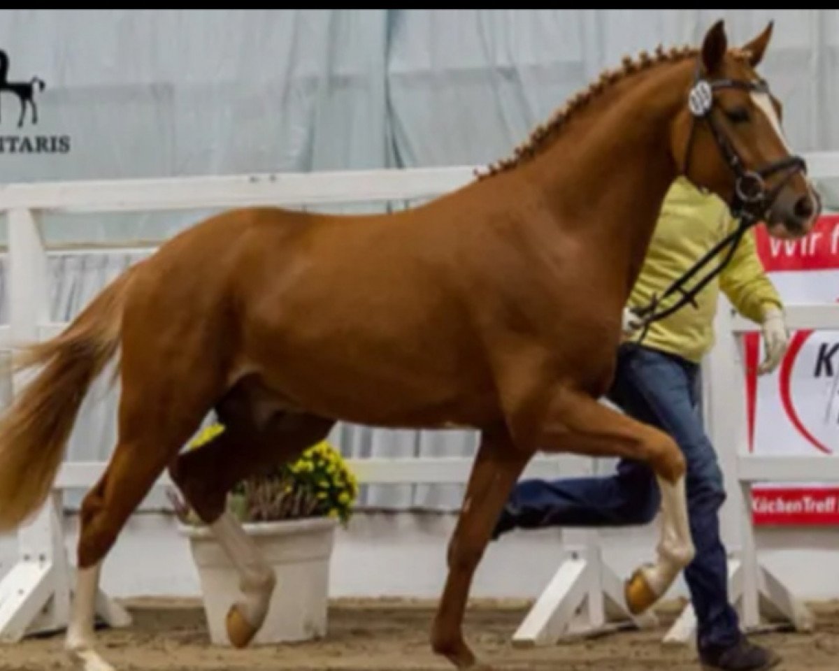 Deckhengst Hengst von Heidbergs Nanch / FS Golden Highlight (Deutsches Reitpony, 2017, von Heidbergs Nancho Nova)