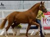 stallion Hengst von Heidbergs Nanch / FS Golden Highlight (German Riding Pony, 2017, from Heidbergs Nancho Nova)