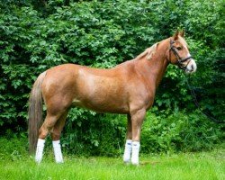 Dressurpferd Pepe 242 (Deutsches Reitpony, 2006, von Mahela)