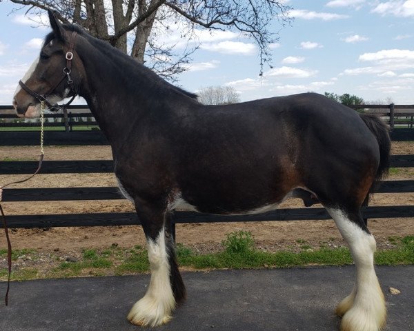 broodmare Willow Way Maisie (Clydesdale, 2012, from Willow Way Bacardi)