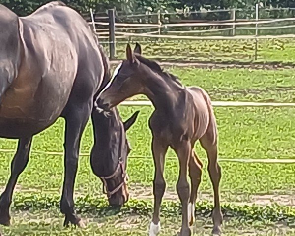 foal by Dolce Vita CH (Westphalian, 2025, from Diamantenglanz)