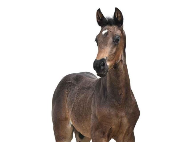 foal by Elgaro (Hanoverian, 2025, from Erste Sahne)