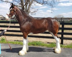 horse Somewhere Cody's Taylor (Clydesdale, 2019, from Somewhere Yankee's Cody)