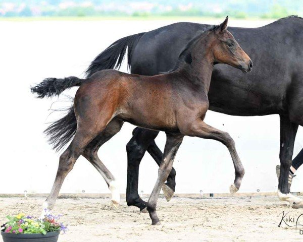 foal by Farani (Hanoverian, 2025, from Fidertanz)