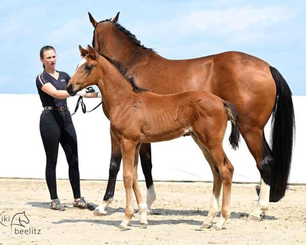 foal by Greta P (Hanoverian, 2025, from Glamourdale)