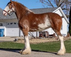 horse Shining Meadows Opal (Clydesdale, 2016, from Maplewood Danielle's Lucas)