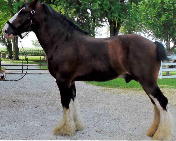 stallion Willow Way Houston (Clydesdale, 2007, from Monty of Woodland)