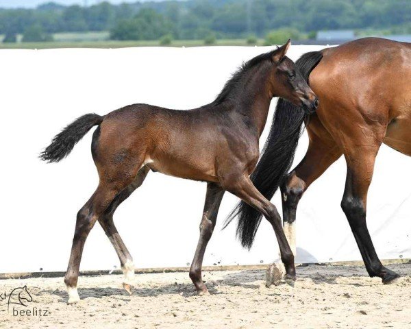 foal by Nalegra P (Hanoverian, 2025, from Nalegro)