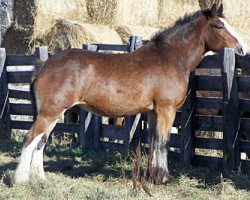 broodmare Willow Way Hazel (Clydesdale, 2007, from 2S Grandeur's Sir Garrett)