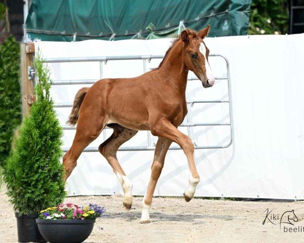 foal by Vayron P (Hanoverian, 2025, from Veneno)