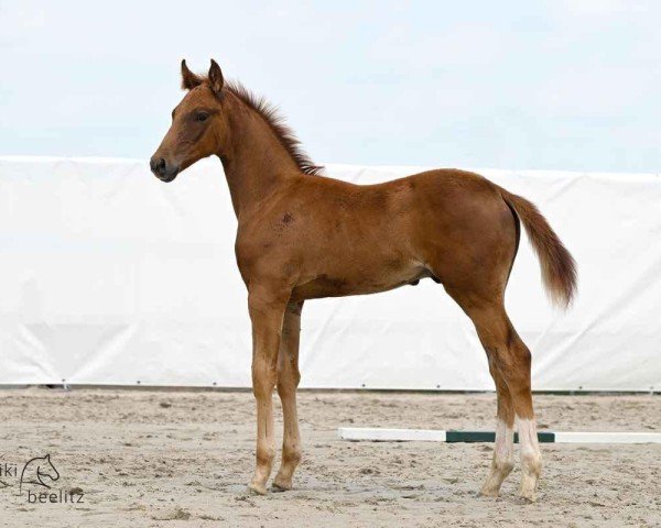 foal by Vitavi (Hanoverian, 2025, from Vitalis)
