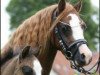 Zuchtstute Leybucht's Emyliana SK (Welsh Mountain Pony (Sek.A), 2010, von Blaenau Denver)