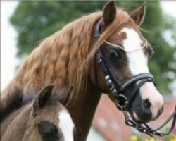 Zuchtstute Leybucht's Emyliana SK (Welsh Mountain Pony (Sek.A), 2010, von Blaenau Denver)