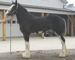 Pferd Ridgeview's Lady Alexis (Clydesdale, 2018, von Copper Hill's Master Bentley)