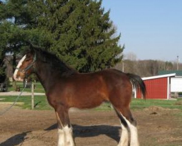 Pferd Renaissance Lady Lillian (Clydesdale, 2019, von Battle River Hightower's Alex)