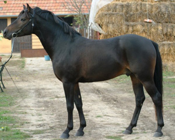 Deckhengst Baleno (Deutsches Reitpony, 1997, von Bastello)