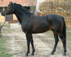 stallion Baleno (German Riding Pony, 1997, from Bastello)