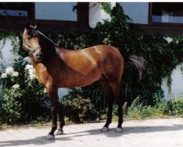 stallion Bastello (German Riding Pony, 1988, from Brillant)