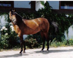 Deckhengst Bastello (Deutsches Reitpony, 1988, von Brillant)