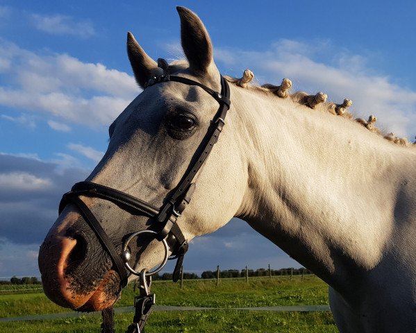 Zuchtstute Fjörgyn TR (Deutsches Reitpony, 2002, von Mardschan 1982 ox)