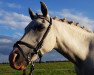 broodmare Fjörgyn TR (German Riding Pony, 2002, from Mardschan 1982 ox)