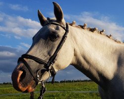 horse Fjörgyn TR (Deutsches Reitpony, 2002, from Mardschan 1982 ox)